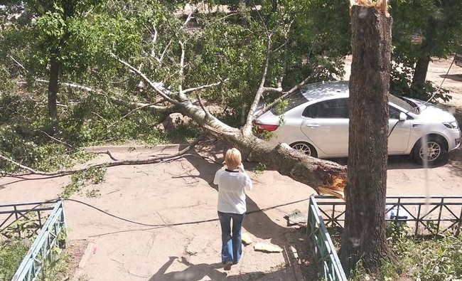 Более 1000 поваленных деревьев на Лебяжьем — в Казани считают убытки от урагана - «Образование»