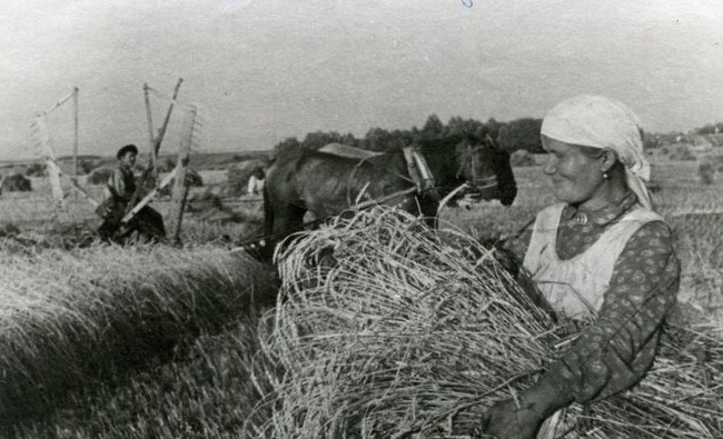 Фотомарафон «100-летие ТАССР»: уборка пшеницы в совхозе им. Кирова Атнинского района, 1944 год - «История»