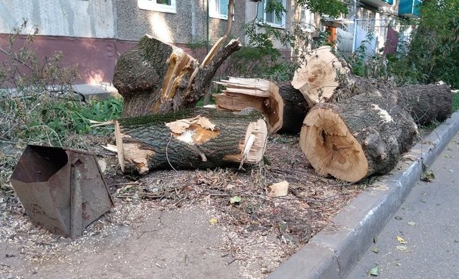Бои за тополя, выбор между палисадником и тротуаром и жалобы на парковку - «Инфраструктура»