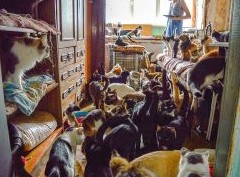 Кошкин дом: что делать, если квартира соседей стала приютом для животных - «Дайджест»