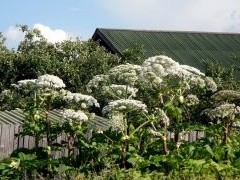 В Госдуме разъяснили порядок штрафов за сорняки на участках - «Дайджест»