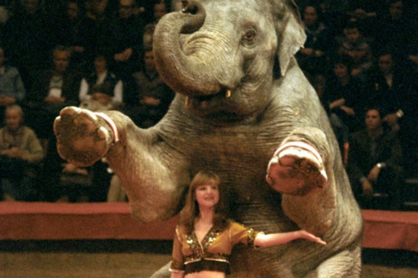 Умерла дрессировщица Ольга Денисова - «Происшествия»