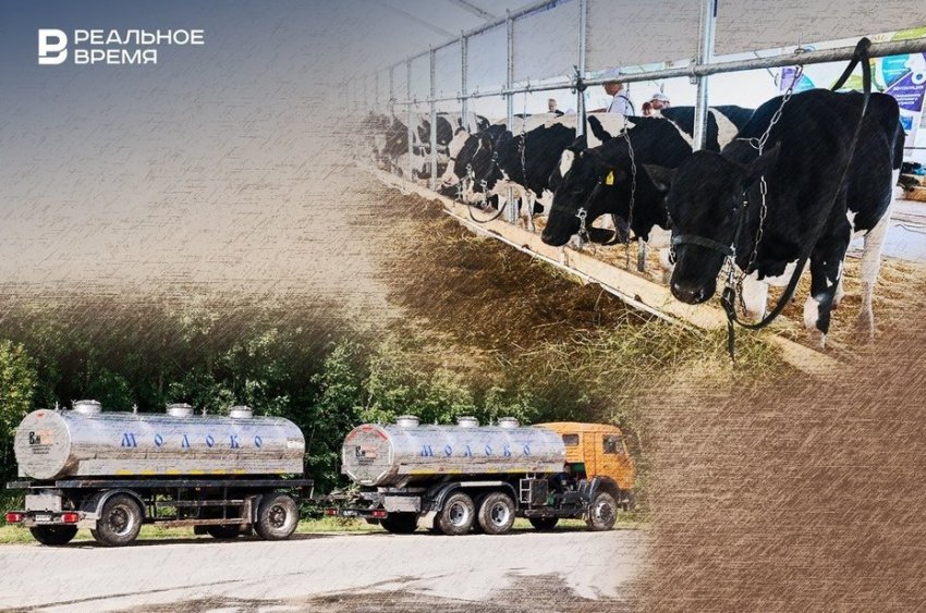 Молоко без коров: в Татарстане вновь сокращается дойное стадо - «Происшествия»