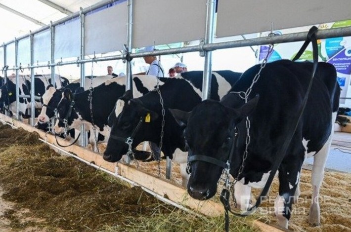 Молоко без коров: в Татарстане вновь сокращается дойное стадо - «Происшествия»
