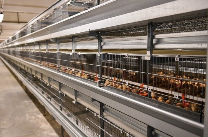 В Татарстане разгорелся скандал из-за еще не построенного курятника «Ак Барс — Пестрецы» - «Власть»