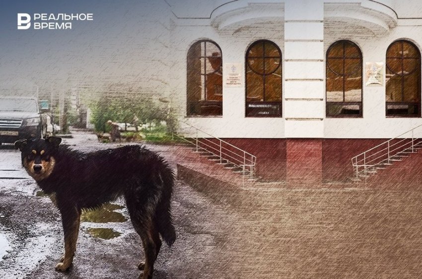 После ареста руководства приюта «Кот и пес» в Зеленодольском районе стало некому ловить бродячих собак - «Власть»