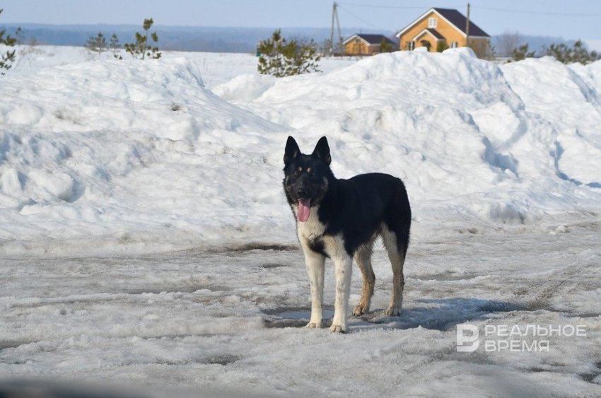 Задачи по уничтожению собак нет — опасность представляет стая - «Власть»