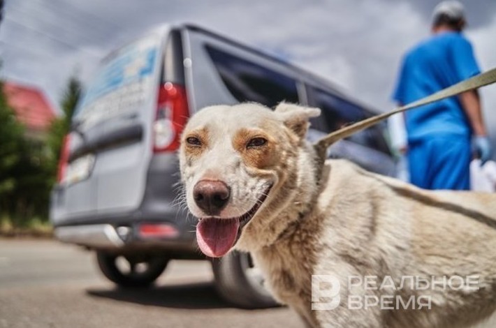 После ареста руководства приюта «Кот и пес» в Зеленодольском районе стало некому ловить бродячих собак - «Власть»
