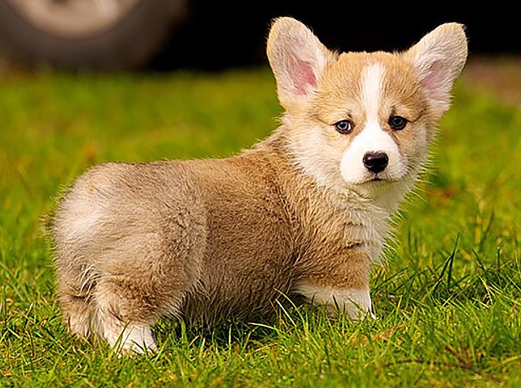 Заводчицу корги наказали рублем за врожденный недуг собаки - «Общественные новости»