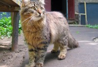 Подросток упал с забора и умер в Забайкалье, а в Воронеже выбросили из окна многоэтажки кота в пакете: картина дня в регионах России глазами «МК» - «Общественные новости»