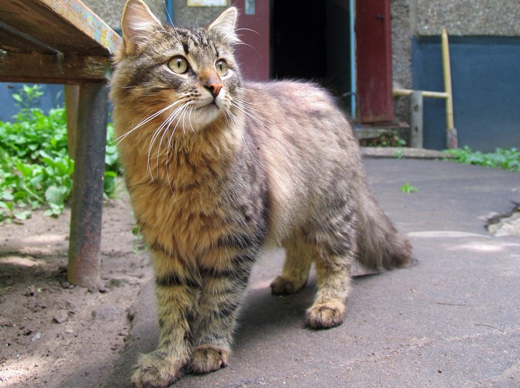 Подросток упал с забора и умер в Забайкалье, а в Воронеже выбросили из окна многоэтажки кота в пакете: картина дня в регионах России глазами «МК» - «Общественные новости»