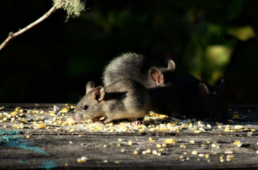 Как татарстанцу начать дачный сезон без угрозы почкам? В РПН напомнили о безопасной уборке на участках - «Образование»