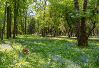 Ученые предупредили о клещевой опасности отдыха на природе - «Общественные новости»