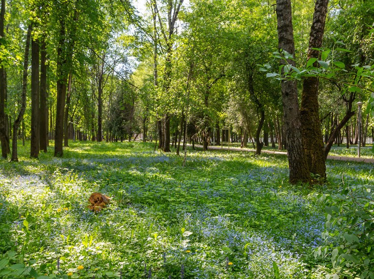 Ученые предупредили о клещевой опасности отдыха на природе - «Общественные новости»